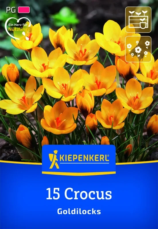 Botanischer Krokus Goldilocks, 15 Stück, Herbstblumenzwiebeln Kiepenkerl