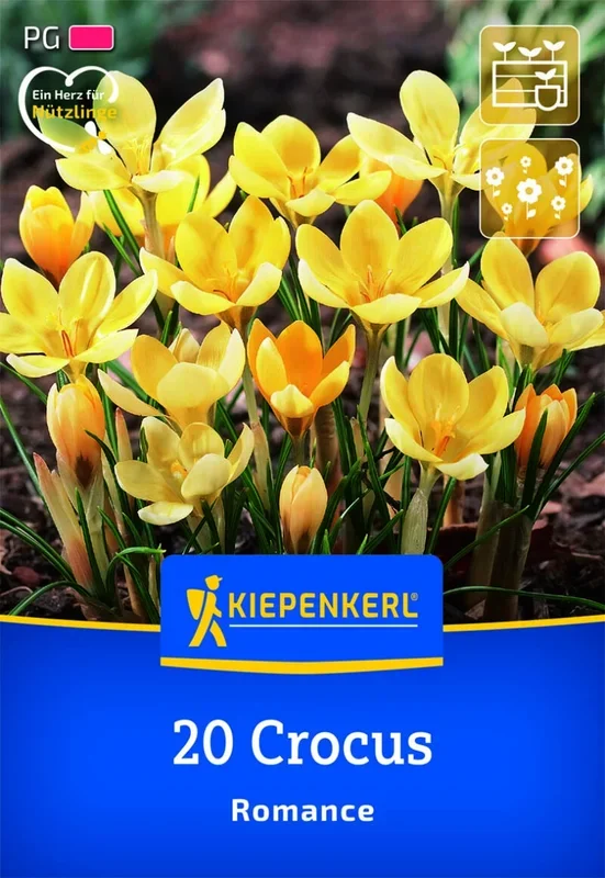 Botanischer Krokus Romance, 20 Stück, Herbstblumenzwiebeln Kiepenkerl