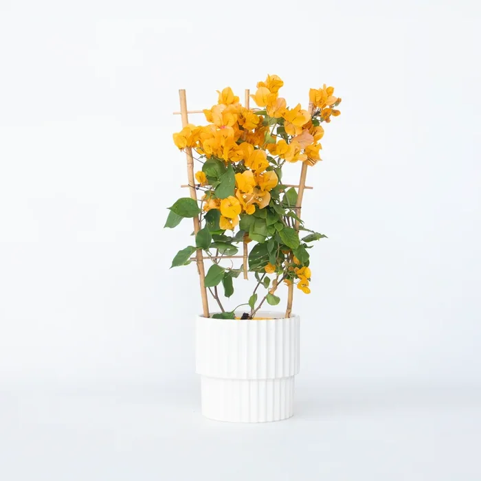 Bougainvillea ‚Dania‘ – Yellow