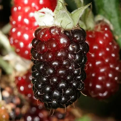Boysenberry