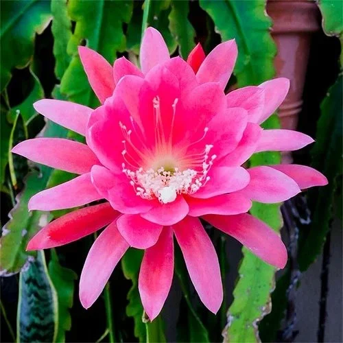 Brahma Kamal Flower Plant – Pink