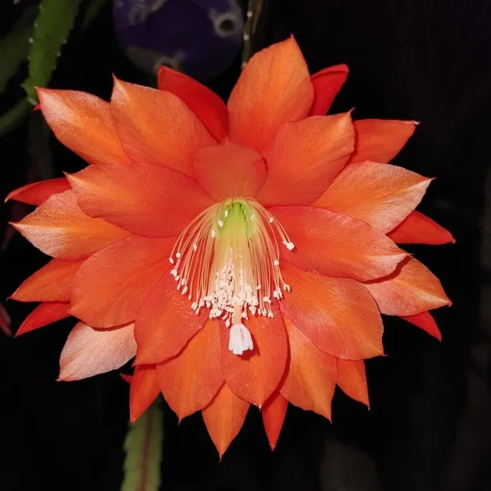 Brahma Kamal Flower Plant – Red