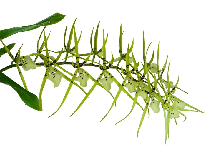 Brassia Rex