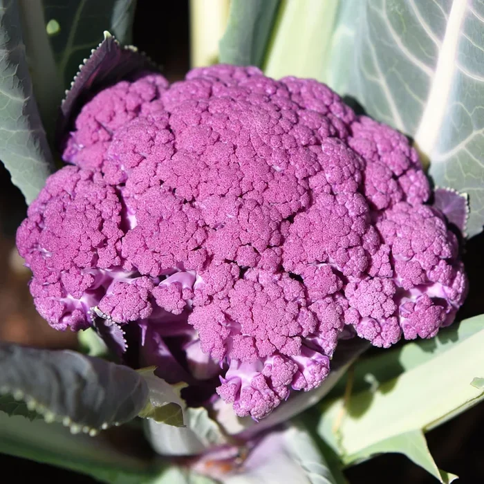 Brassica oleracea (Botrytis-gr.)