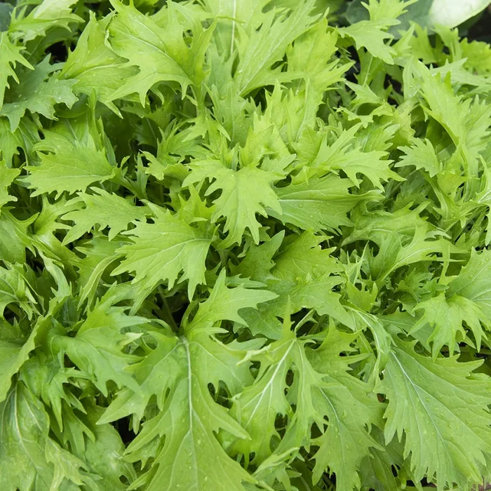 Brassica rapa (Nipposinica-gr.)