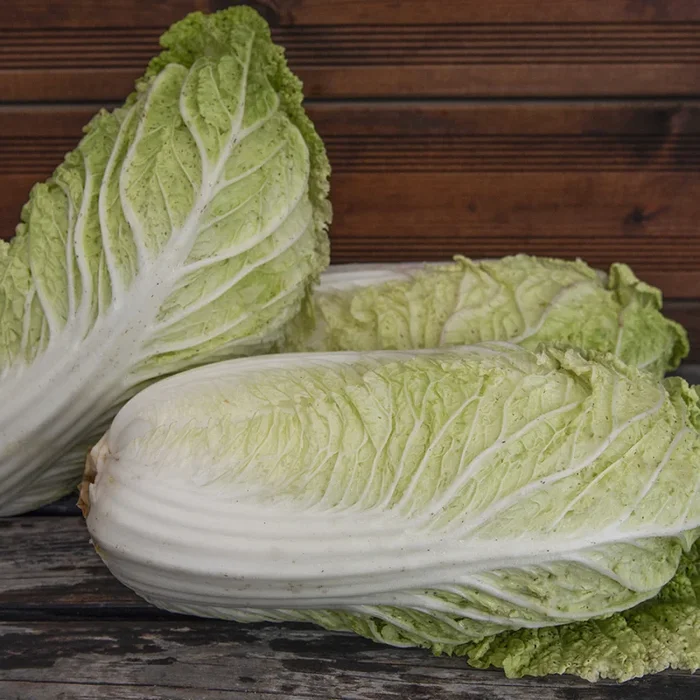Brassica rapa (Pekinensis-gr.)