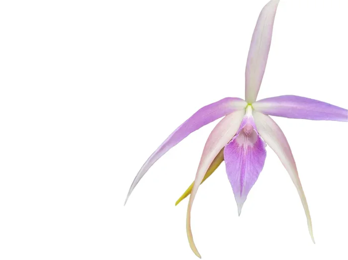 Brassocattleya Ivan Portilla ‚Pink Lip‘