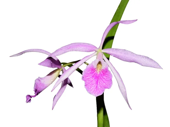 Brassocattleya Kay (‚N‘ x ‚atropurpurea‘)