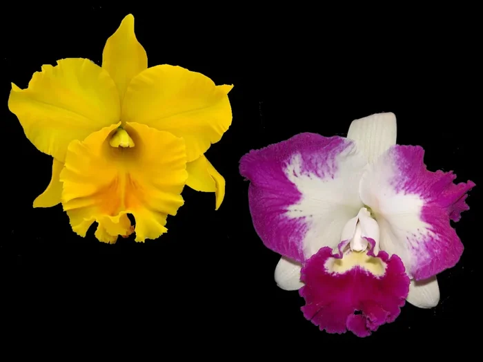 Brassolaeliocattleya (Haadyai Delight x White Spark)