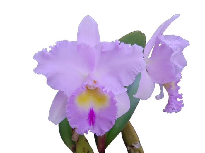 Brassolaeliocattleya Pamela Hetherington
