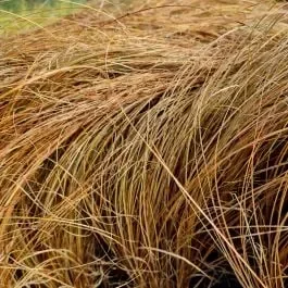 Braune Neuseeland-Segge (Carex comans) Bronco
