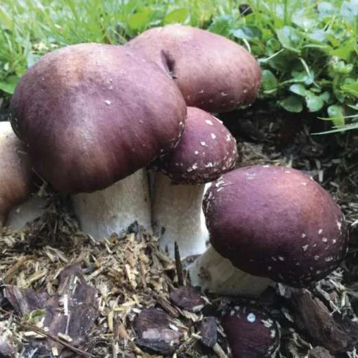 BraunkappenWaldpilzbeet