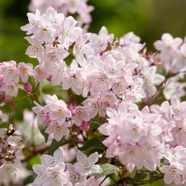 Brautstrauch (Deutzia purpurascens ‚Kalmiiflora‘)