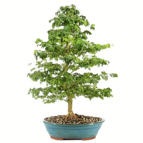 Brazillian Rain Tree – ST4824BRT- A
