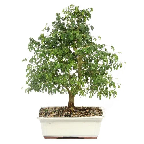 Brazillian Rain Tree – ST4924BRT- F