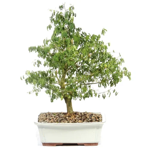 Brazillian Rain Tree – ST4924BRT- H
