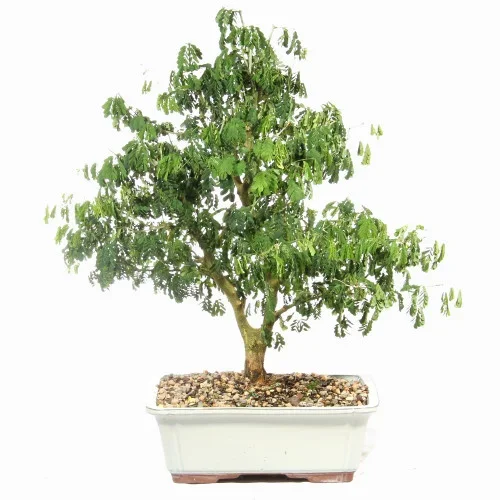 Brazillian Rain Tree – ST4924BRT- K