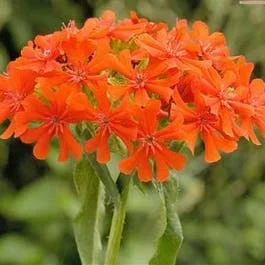 Brennende Liebe (Lychnis chalcedonica)