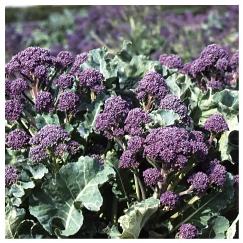 Broccoli Rudolph
