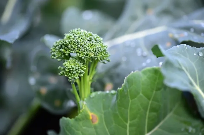 Broccoli Sweet Stem