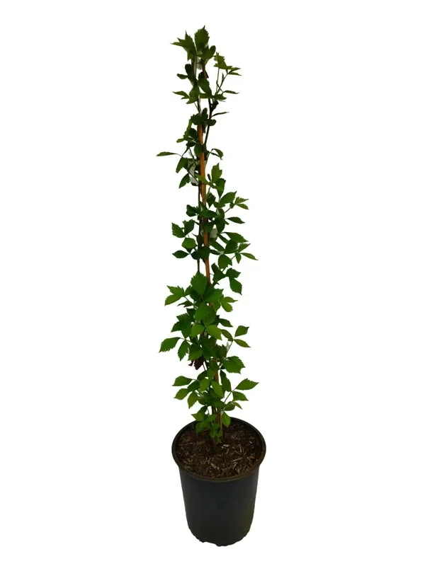 Brombeere ‚Asterina‘