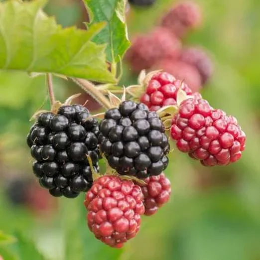 BrombeereTriple Crown