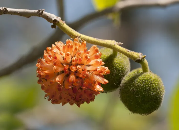 Broussonetia papyrifera