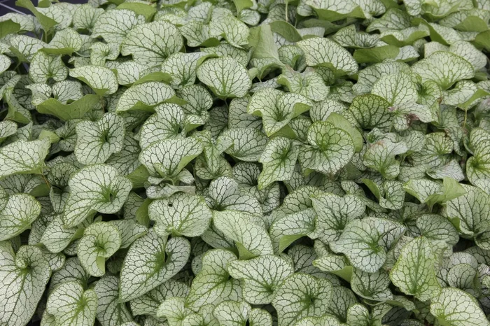 Brunnera ‚Alexander’s Great‘ (Kaukasusvergissmeinnicht)