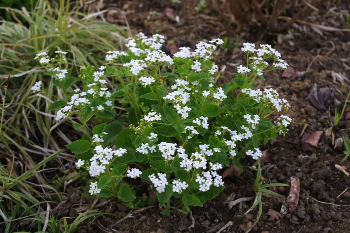 Brunnera macrophylla ‚Betty Bowring‘ (Kaukasusvergissmeinnicht)