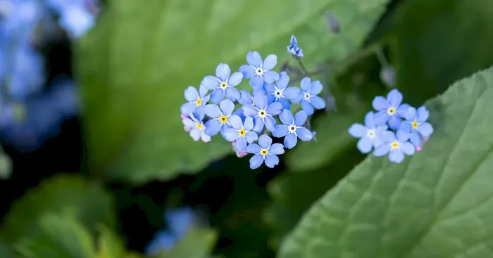 Brunnera sibirica