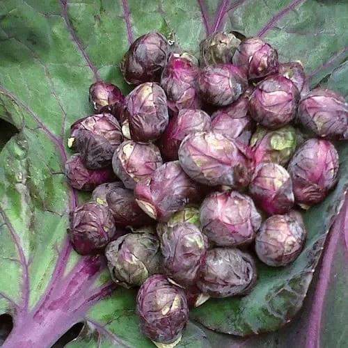 Brussels Sprout Red Ball