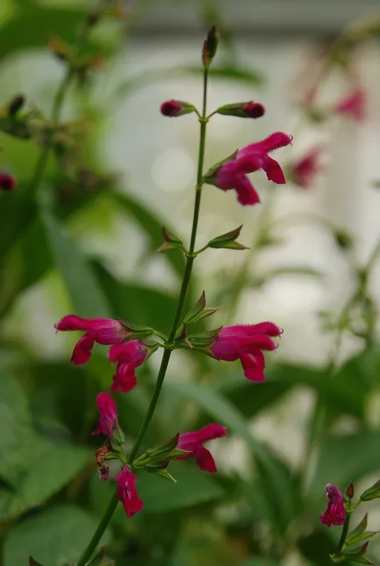 Buchanan-Salbei – Salvia buchananii