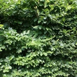 Buchenhecke (Fagus sylvatica)