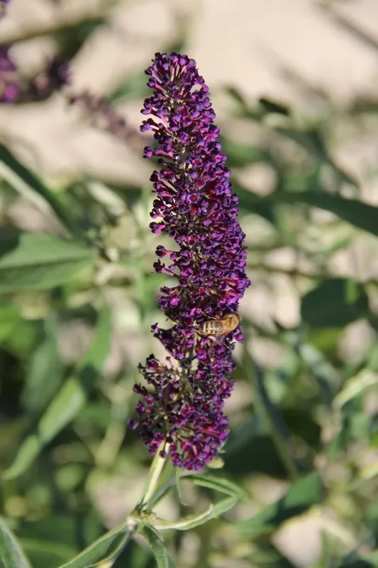 Buddleja davidii ‚Black Knight‘ (Sommerflieder)