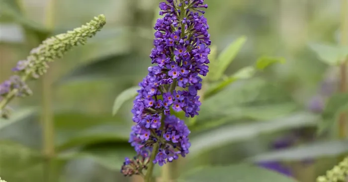 Buddleja davidii ‚Empire Blue’${2}