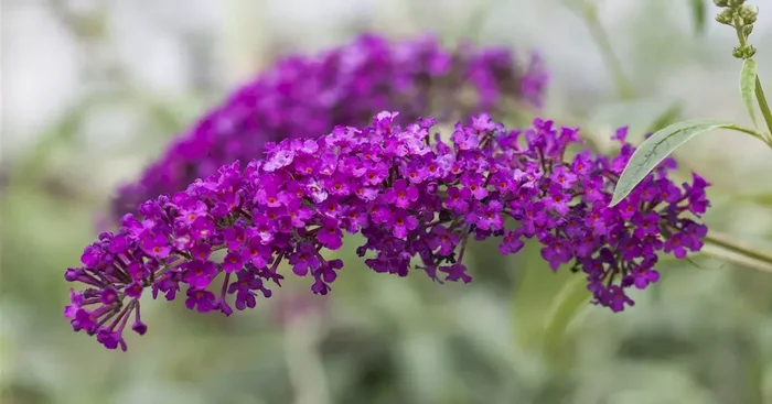 Buddleja davidii ‚Royal Red‘