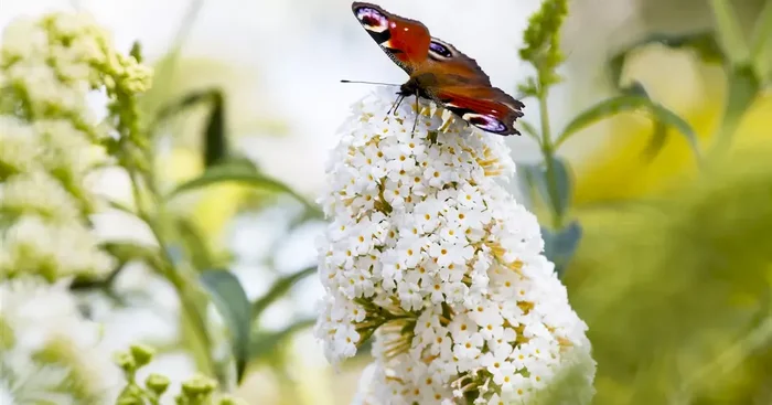 Buddleja davidii