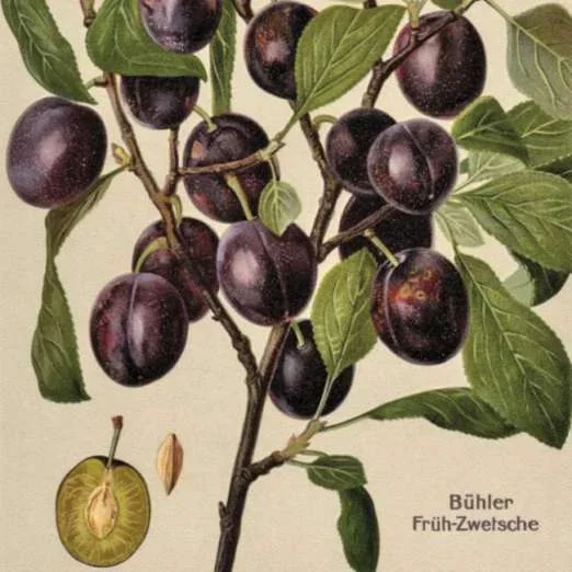 Bühler Frühzwetschge