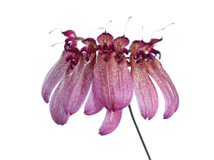 Bulbophyllum eberhardtii (5 cm Topf)