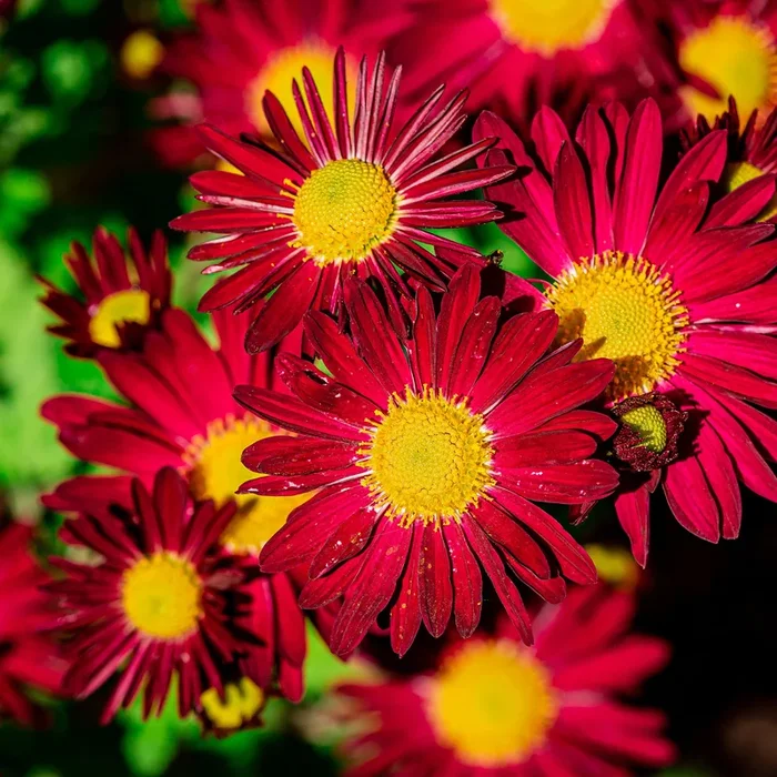 Bunte Margerite ‚Robinsons Rot‘
