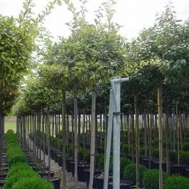 Bunter Ölbaum als Baum (Elaeagnus ebbingei ‚Limelight‘)