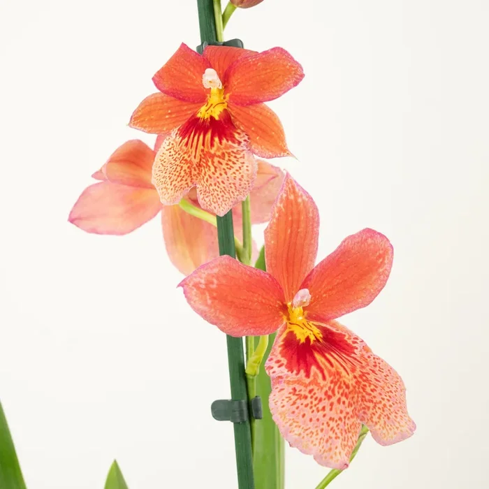Burrageara Orchid | Nelly Isler Orange