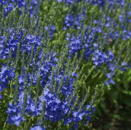 Büschel-Ehrenpreis (Veronica teucrium) „Bio“