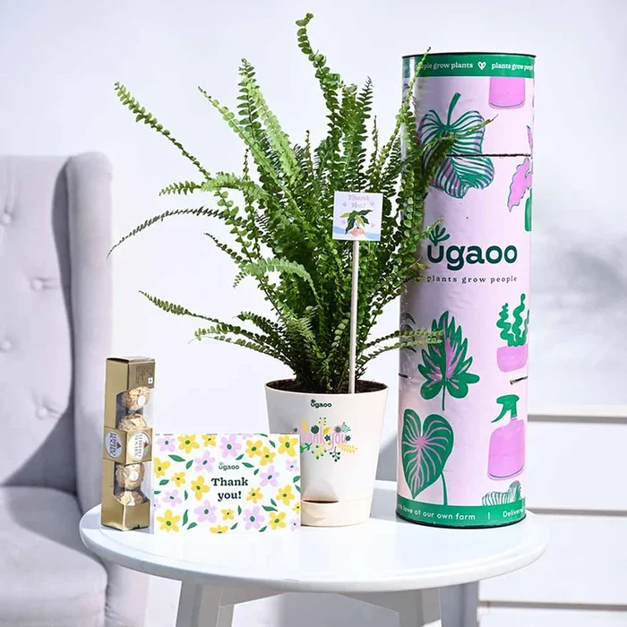 Button Fern Thank you Gift Hamper
