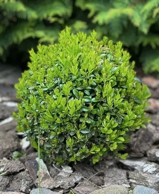 Buxus sempervirens Ball – Buxus