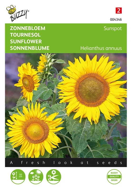 Buzzy Seeds Sonnenblumen Sunspot niedrige
