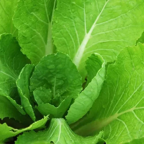 Cabbage (Chinese) Wong Bok