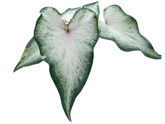 Caladium bicolor ‚white wing‘