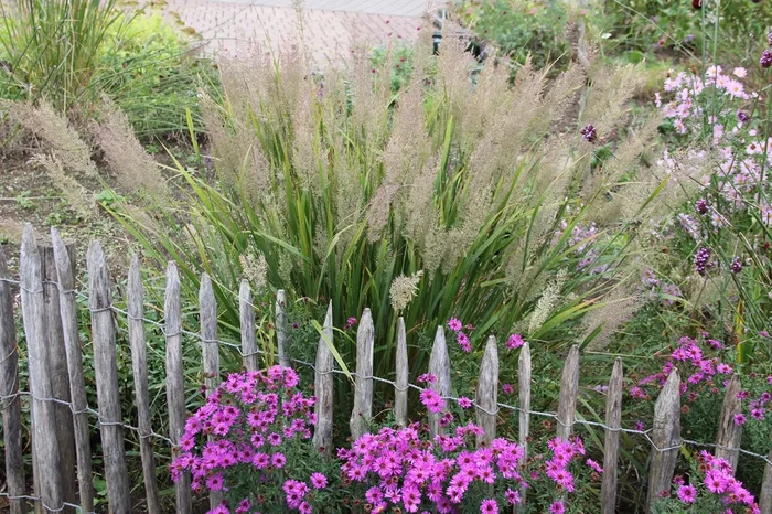 Calamagrostis brachytricha (Diamantgras)