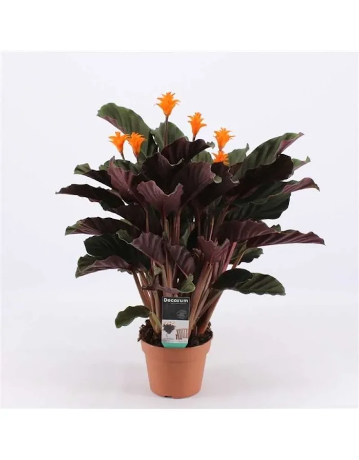 Calathea Crocata Kerze